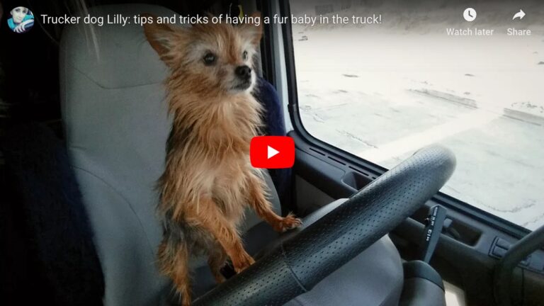 Critter Co-Pilot: Trucker Dog Lily