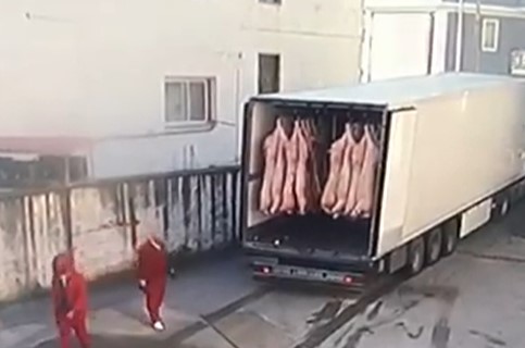 Viral video: Swinging swine tips trailer