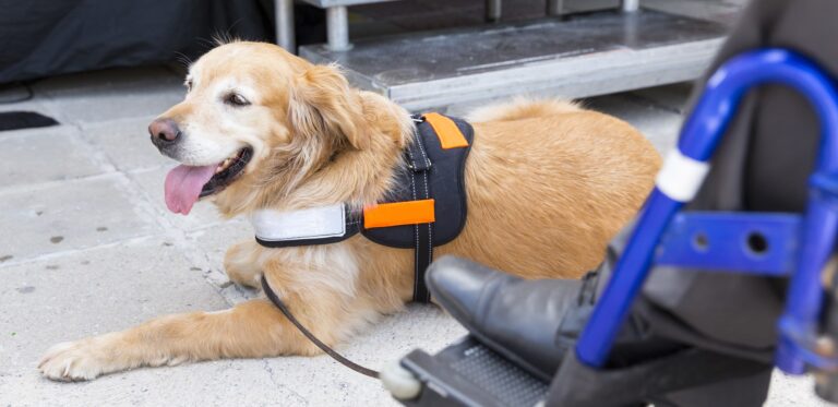 CRST Expedited/International to pay $47,500 for refusing to hire Navy vet with service dog