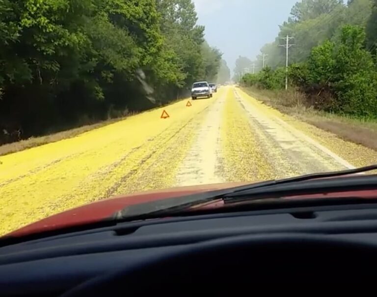 The Yellow Brick Road discovered in Tennessee when semi dumps load of corn