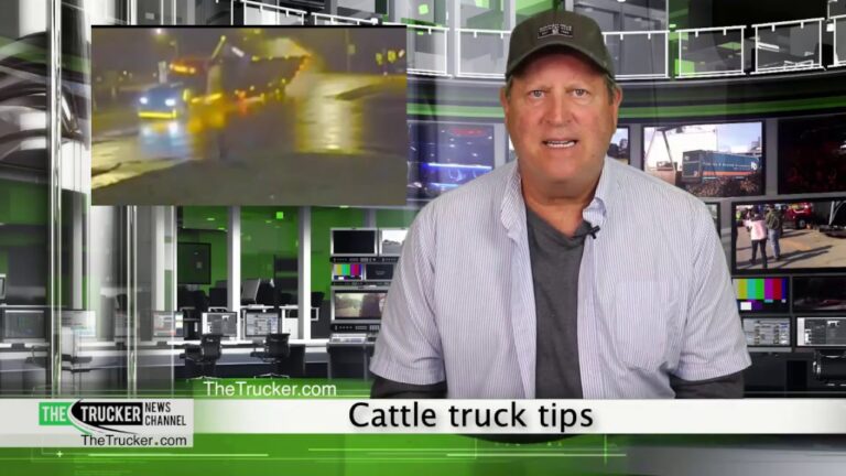 Cattle truck tips and cows go flying