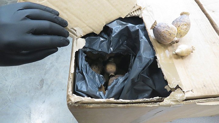 Canadian officials seize suspected opium poppy plants, pods at Pacific Highway port of entry