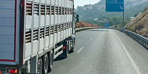 Search for Livestock truck driving jobs