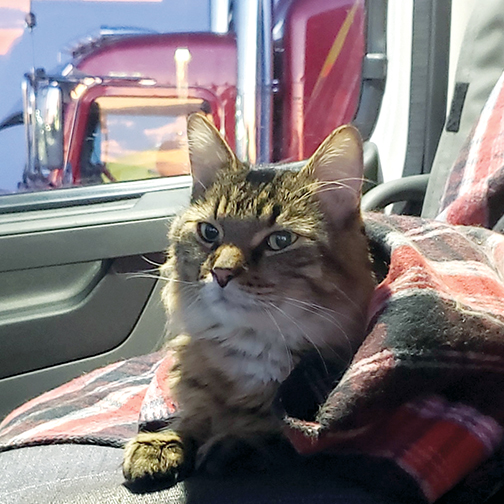 Pickles the Maine Coon Cat