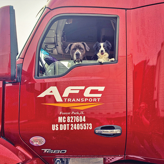 two dogs in cab of truck