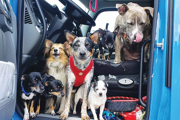 Rescued by a rig: Dogs give driver a reason to keep on trucking