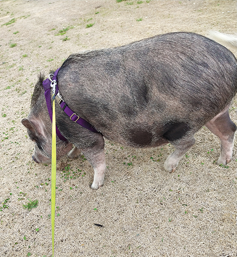 pig on a leash