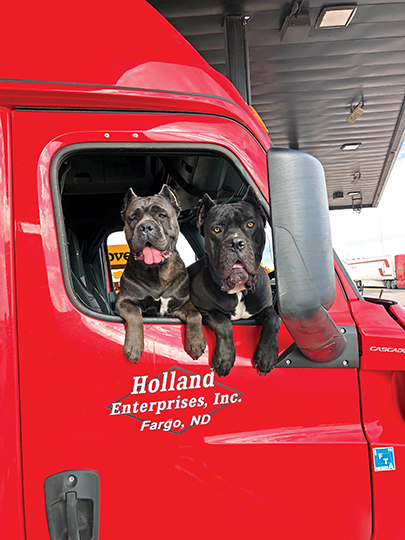 Cane Corsos in a truck