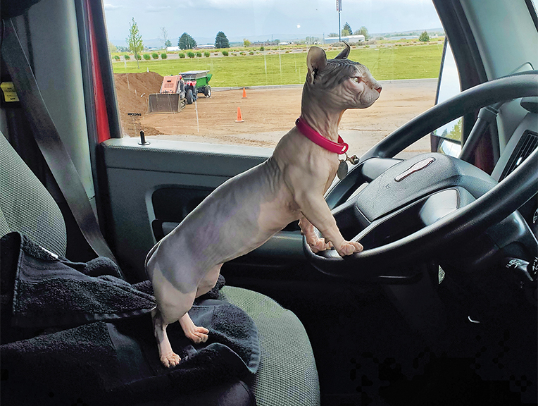 Sphynx hairless cat in truck