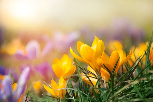Springtime is reminder of Christ’s promise of renewal