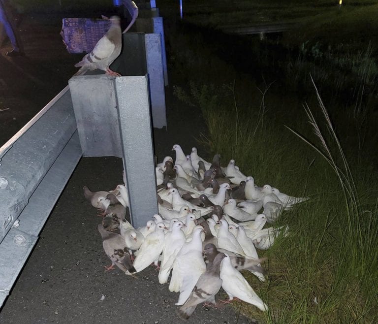 Homing pigeons fly the coop, shut down I-95 exit in Daytona Beach