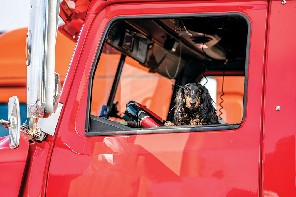 Dogs, cats, other pets can provide drivers with companionship, other