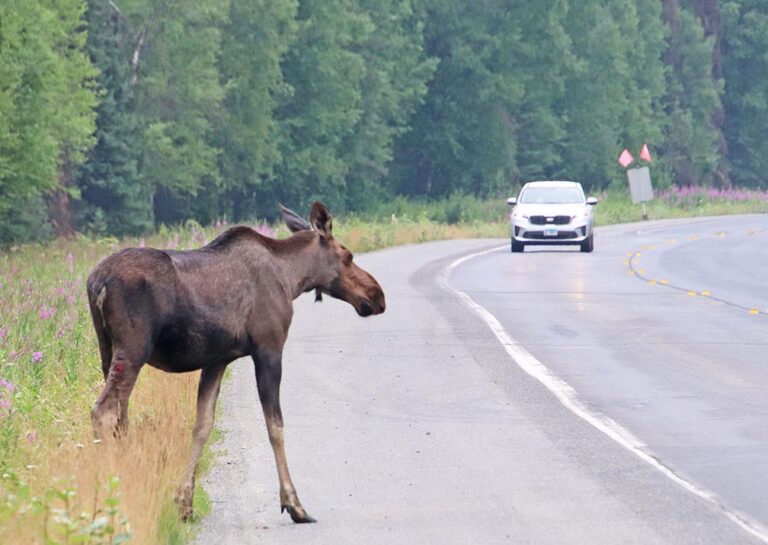 Traveling in Vermont? Watch out for moose, officials say