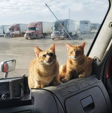 Feline rockers: Nevada man’s furry friends offer ‘Sweet Emotion’ on the road