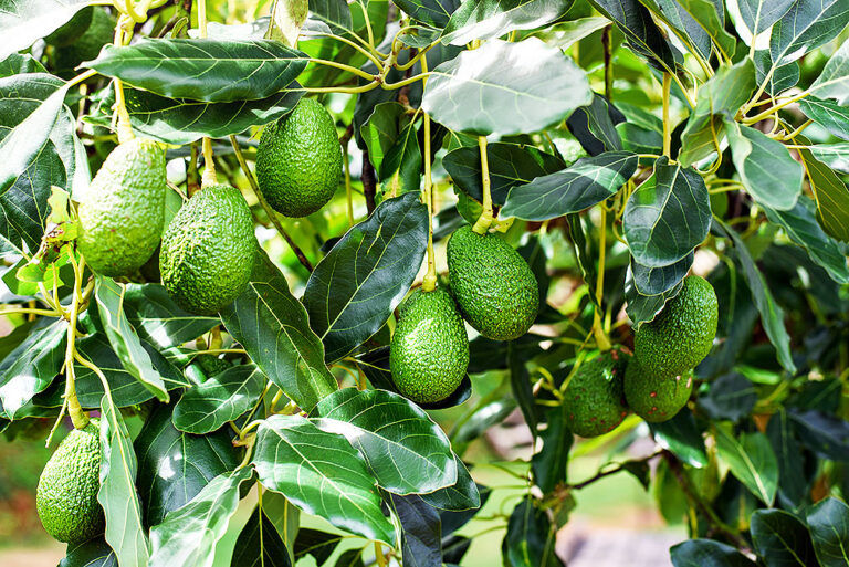 Mexican president sees conspiracy behind avocado ban