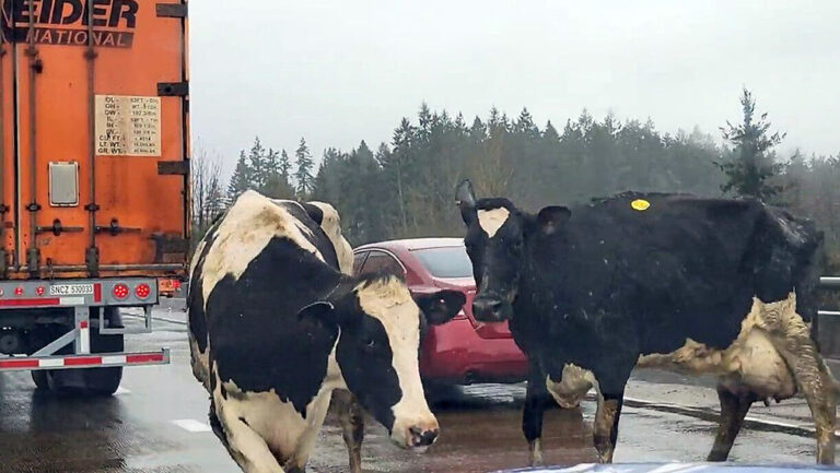Police forced to shoot several injured cows after truck wreck