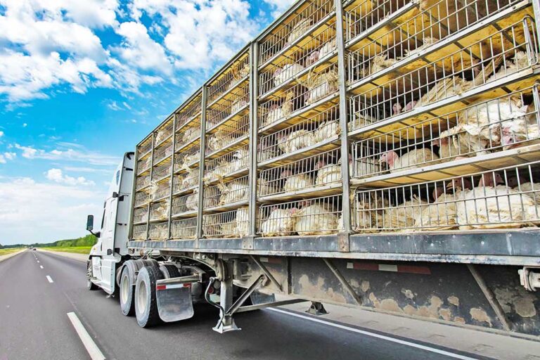 FMCSA: No hours-of-service exemption for livestock haulers