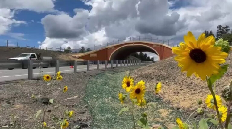 Colorado’s newest wildlife overpass, underpass provide safe passage for wildlife, motorists