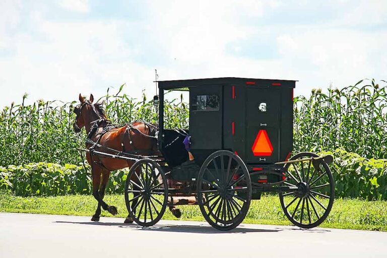 Amish teen injured, horse killed in buggy-tractor-trailer collision