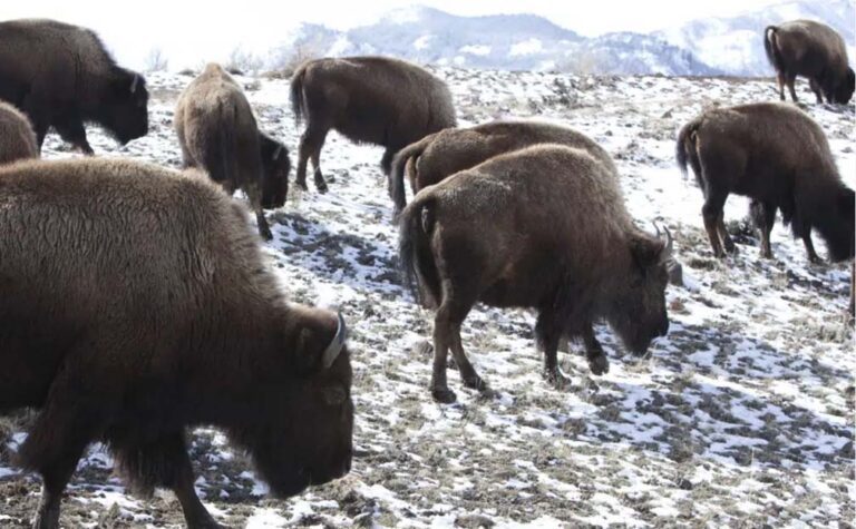 13 bison dead after big rig hits herd near Yellowstone park