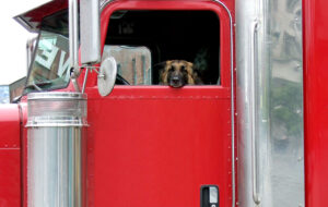 Dog in truck