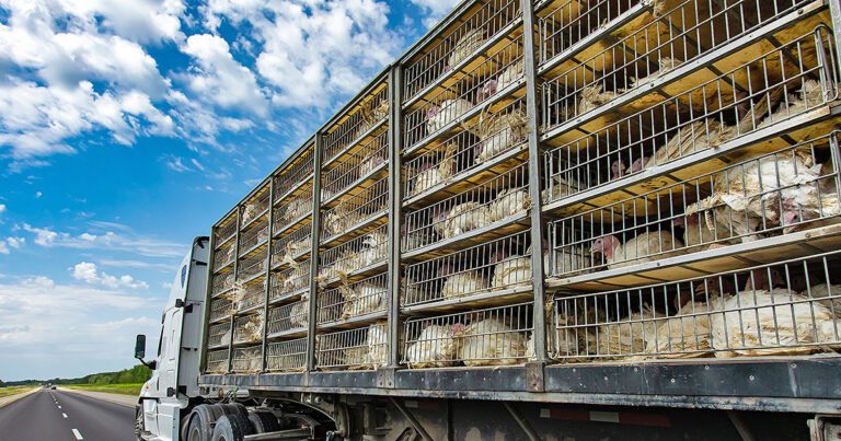 Kentucky temporarily lifts some restrictions on trucks transporting livestock feed, live poultry