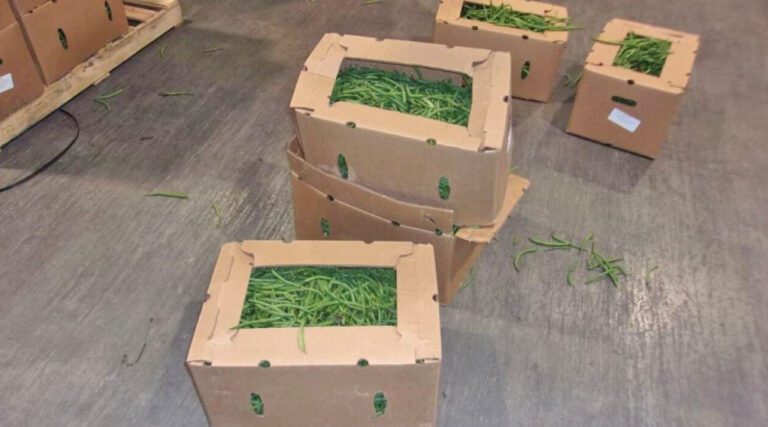 Driver arrested after millions of fentanyl pills found in green bean shipment