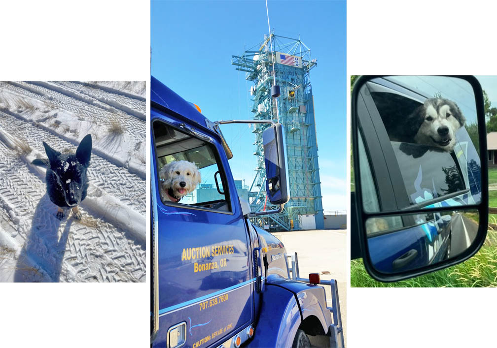 New Truckstop survey finds many truck drivers carry pets on board