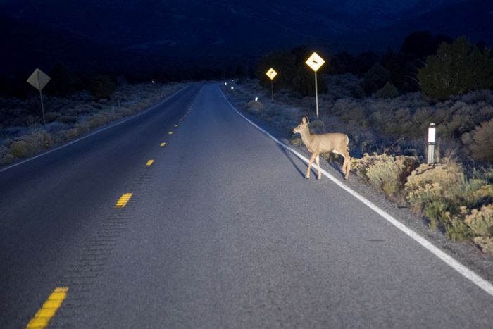Feds award $110M to several states to prevent wildlife crashes