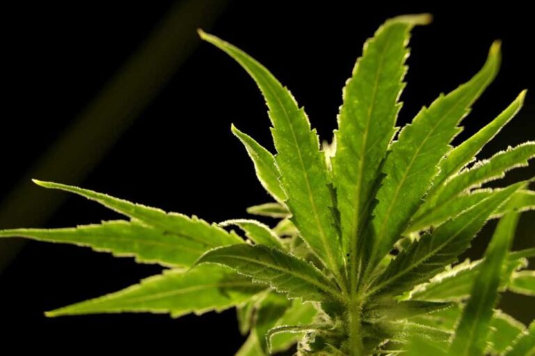 DEA will move to reclassify marijuana in a historic shift, sources say