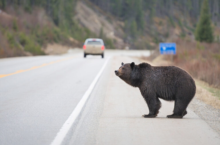 Tennessee issues black bear warning for motorists