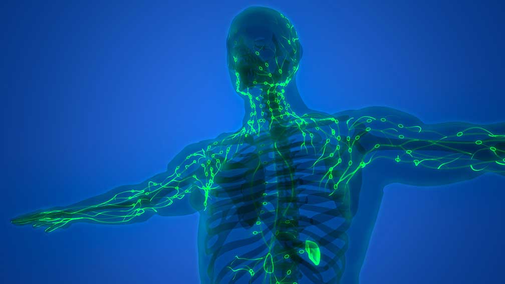Lymph System iStock 1354364102 web