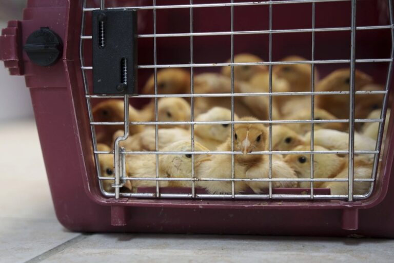 Thousands of chicks found abandoned in USPS truck have been adopted