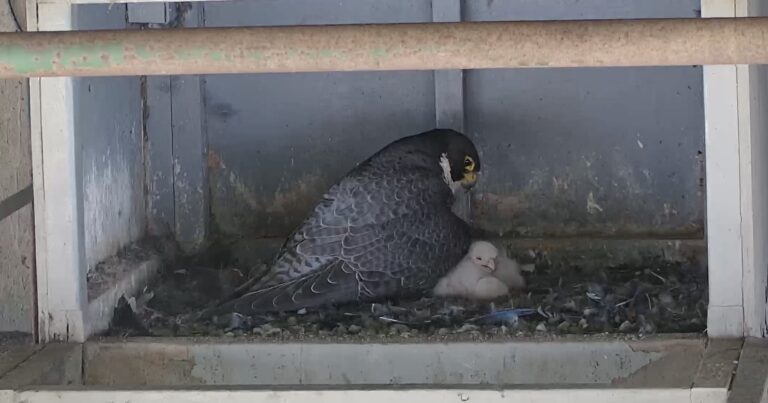 New life takes flight: Falcons hatch chicks at International Bridge