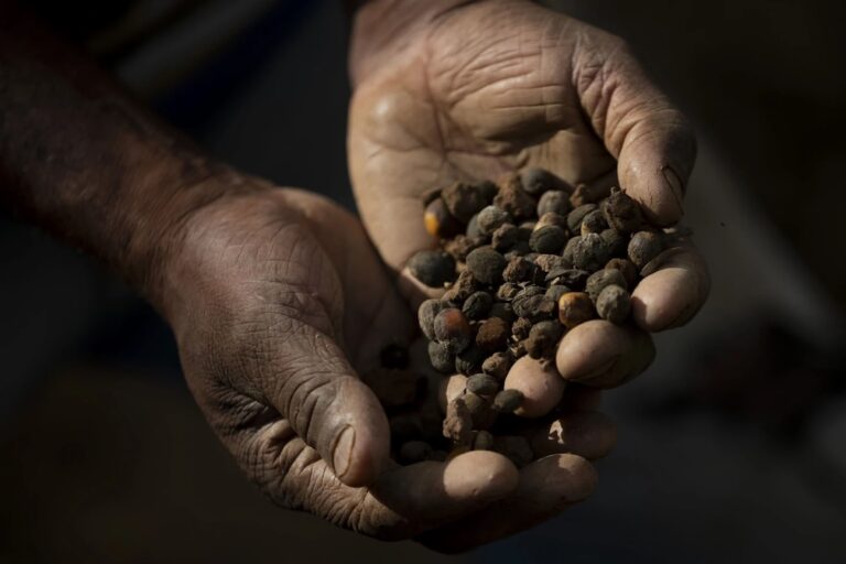 Small Brazilian coffee producers fear for the future after Trump’s 50% tariff