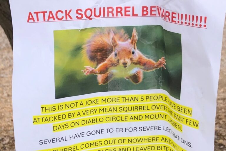‘Very mean squirrel’ seeking food has sent at least 2 people to the ER in a California city