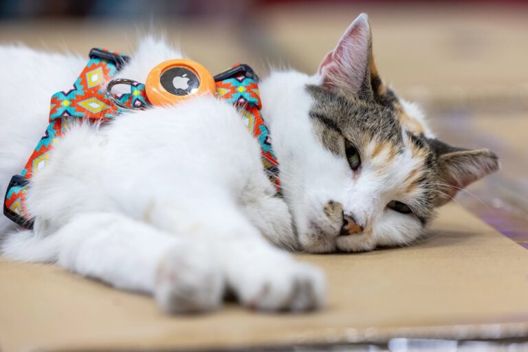 Purrfect ending: Missing Virginia store cat found after hitching truck ride to another state