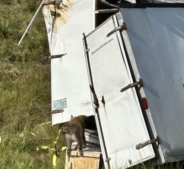 Monkeys escape from overturned truck on Mississippi highway