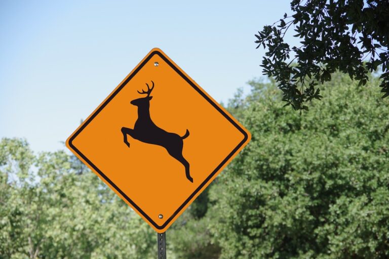 Missouri authorities remind drivers of increased deer sightings on highways beginning in October