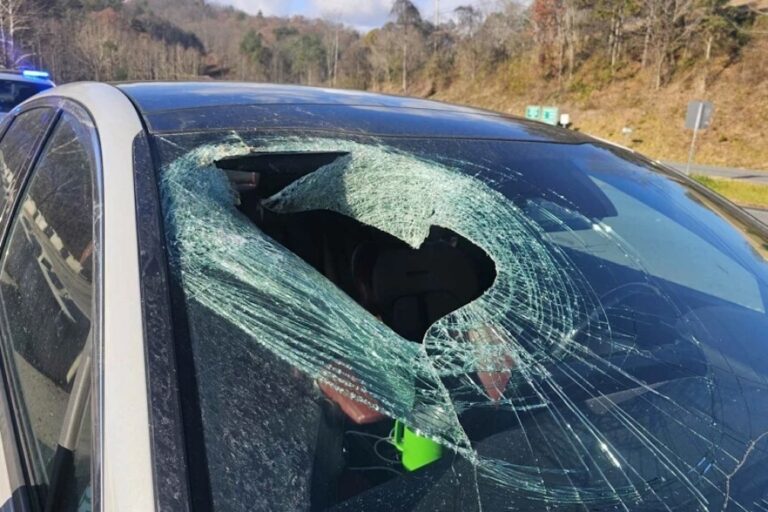 Motorist in North Carolina tells 911: ‘I just had a bald eagle drop a cat through my windshield’