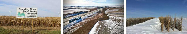 Iowa’s ‘standing corn snow fence’ helps keep roads safer in winter weather