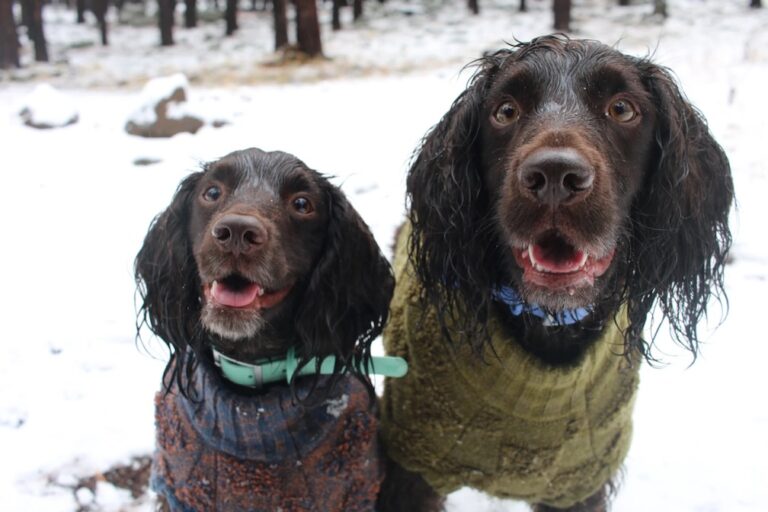Don’t forget pets when preparing for winter’s cold. Here’s what experts recommend