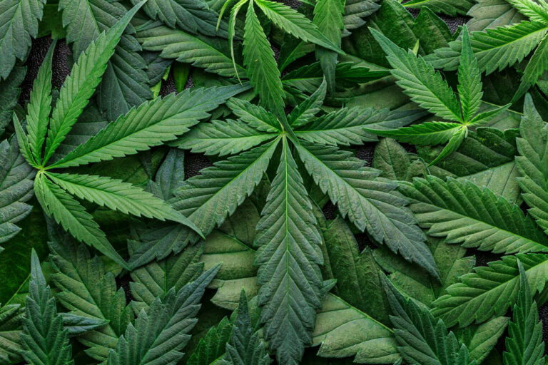 ATA speaks out on marijuana reclassification