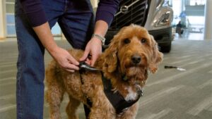 thumbnail Volvo Trucks North America and Center for Pet Safety Theo