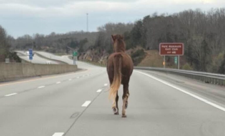 Horsing around: KSP spots equine strolling down I-65