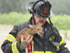 Deer fire