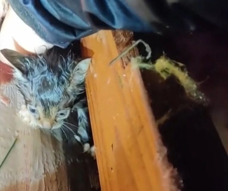 A faint meow in the rubble of a Mississippi tornado leads to a stunning rescue