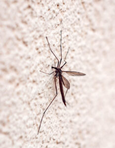 1 Mosquito web 1 Mosquito web