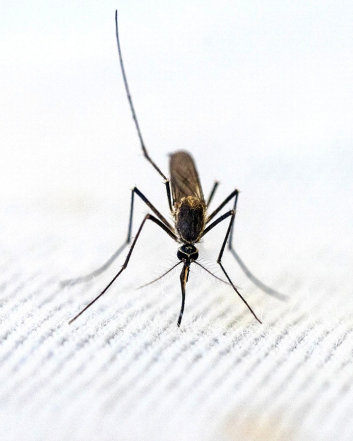 Debug: Google’s mosquito project sparks big questions - TheTrucker.com