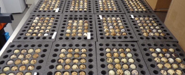 CBP finds shipment of illegal hatching eggs in Cincinnati